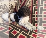 Puppy Renoir Poodle (Standard)