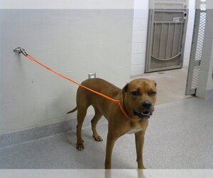 Boxer-Unknown Mix Dogs for adoption in Pasadena, TX, USA