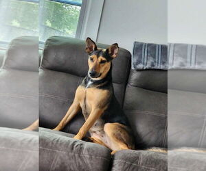 Violet (TX) - Female Mutt Dog for Adoption - Photo #4