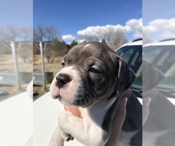 Medium Photo #2 Alapaha Blue Blood Bulldog Puppy For Sale in HARDIN, MT, USA