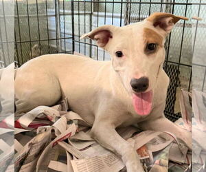 Chihuahua-Unknown Mix Dogs for adoption in Virginia Beach, VA, USA