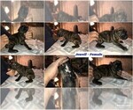 Small Photo #6 Boxer Puppy For Sale in BISMARCK, AR, USA