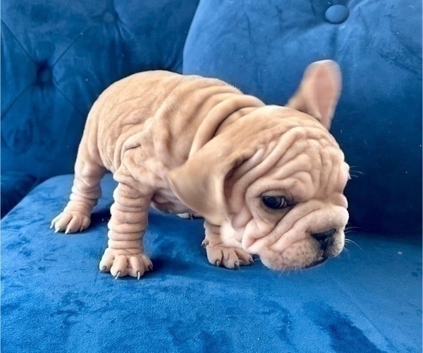 Medium Photo #8 French Bulldog Puppy For Sale in CHOCTAW, OK, USA