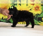 Melina - Female Poodle (Toy) Puppy for Sale - Photo #15