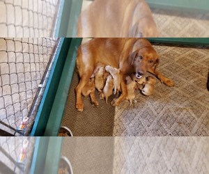 Labrador Retriever Puppy for sale in ISANTI, MN, USA