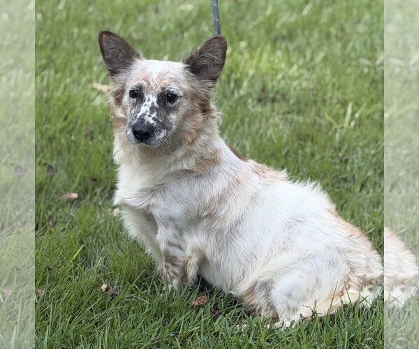 Medium Photo #3 Mutt Puppy For Sale in Yardley, PA, USA