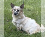 Small Photo #3 Mutt Puppy For Sale in Yardley, PA, USA