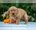 Puppy Nova Golden Retriever