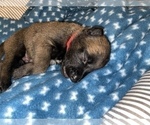 Small Photo #226 Belgian Malinois Puppy For Sale in REESEVILLE, WI, USA