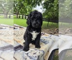 Small #9 Labradoodle