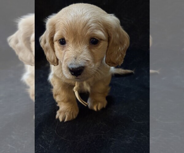 Medium Photo #4 Dachshund Puppy For Sale in BLAIRSVILLE, PA, USA