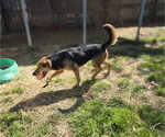 Small #3 Mutt