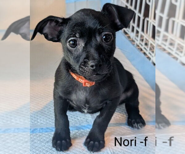 Medium Photo #1 Dameranian Puppy For Sale in San Bernardino, CA, USA