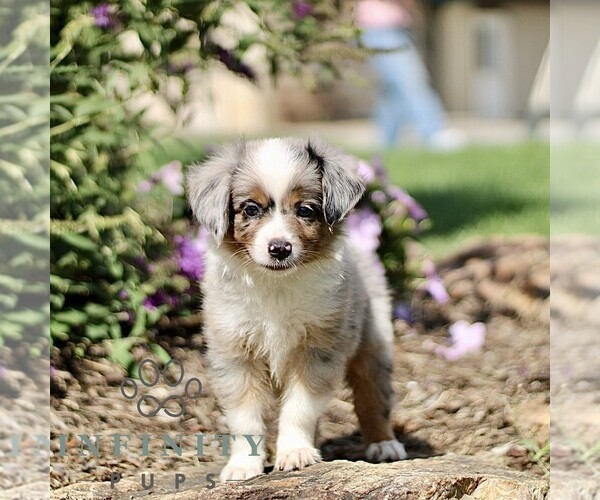 Medium Photo #1 Miniature Australian Shepherd Puppy For Sale in NEW PROVIDENCE, PA, USA