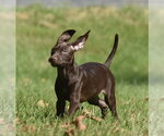 Small Photo #10 Chocolate Labrador retriever-Pointer Mix Puppy For Sale in Mechanicsburg, PA, USA