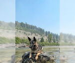 Small #3 German Shepherd Dog Mix