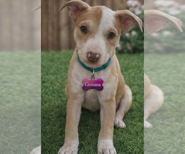 Medium Photo #1 American Staffordshire Terrier-Unknown Mix Puppy For Sale in Wenonah, NJ, USA