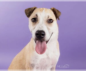 Chinese Shar-Pei-Labrador Retriever Mix Dogs for adoption in Aurora, CO, USA