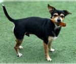 Small Chihuahua Mix