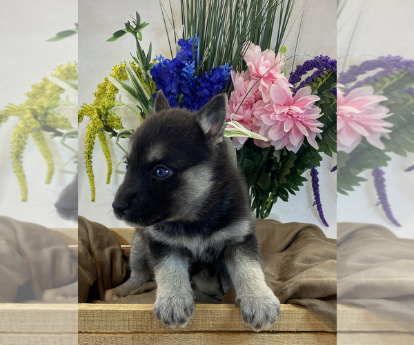 Medium Photo #4 Pomsky Puppy For Sale in ROCKFORD, IL, USA