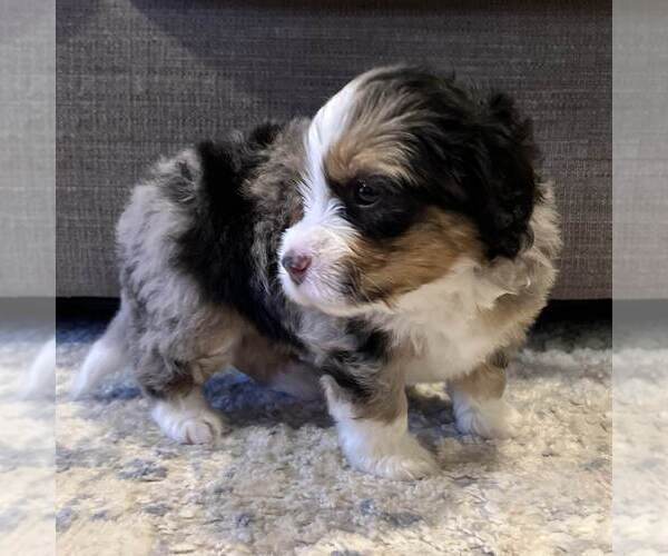 Medium Photo #2 Australian Mountain Dog Puppy For Sale in CULPEPER, VA, USA