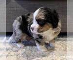 Small #1 Australian Mountain Dog