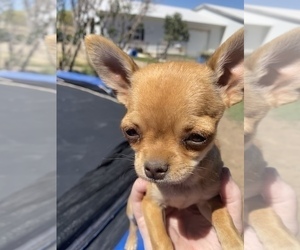 Chihuahua Puppy for sale in AURORA, CO, USA