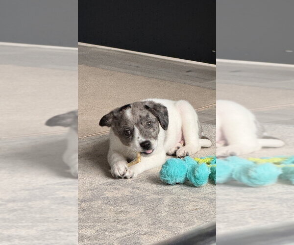 Medium Photo #2 Australian Shepherd-Unknown Mix Puppy For Sale in Brewster, NY, USA