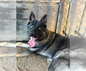 Mutt Dogs for adoption in Riverside, CA, USA