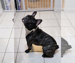 French Bulldog Dogs for adoption in Valrico, FL, USA