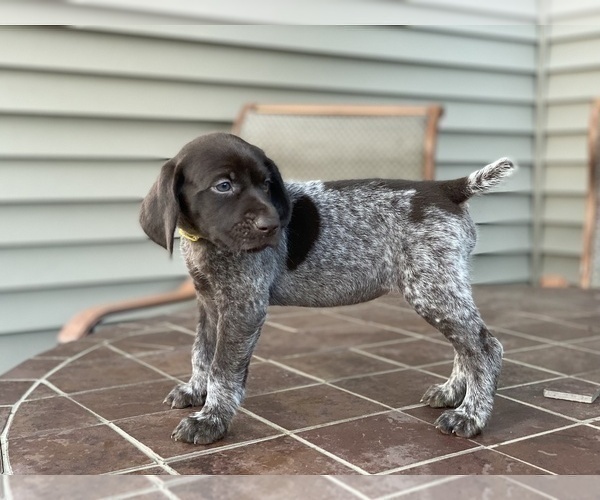 Medium Photo #2 German Shorthaired Pointer Puppy For Sale in ENOLA, PA, USA