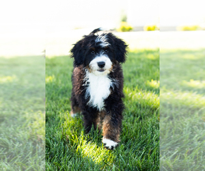 Miniature Bernedoodle Puppy for sale in SHIPSHEWANA, IN, USA