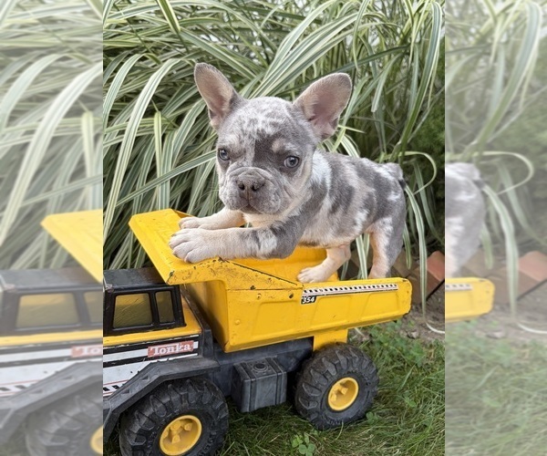 Medium Photo #5 French Bulldog Puppy For Sale in MIDDLEBURY, IN, USA