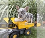 Bruiser - Male French Bulldog Puppy for Sale - Photo #5
