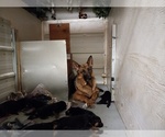 Small Photo #3 German Shepherd Dog Puppy For Sale in FAIRBANKS, AK, USA