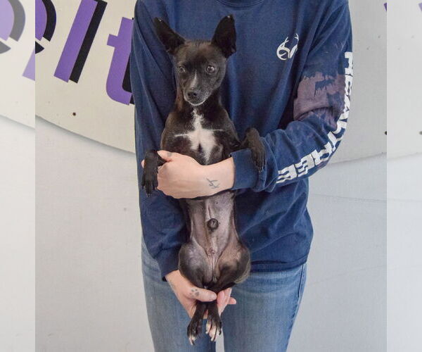 Medium Photo #5 Chipin Puppy For Sale in Huntley, IL, USA