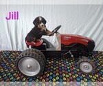 Puppy Jill Bernese Mountain Dog