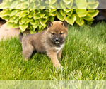 Small #3 Shiba Inu