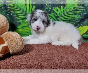 Goldendoodle (Miniature) Puppy for Sale in BLACK FOREST, Colorado USA