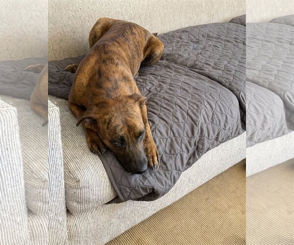 Medium Photo #3 Catahoula Leopard Dog-Unknown Mix Puppy For Sale in Spring, TX, USA