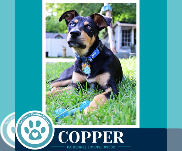 Medium Photo #3 Mutt Puppy For Sale in Kimberton, PA, USA