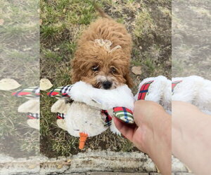 Chewie - Male Poodle (Miniature)-Unknown Mix Dog for Adoption - Photo #2