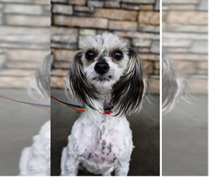 Mal-Shi Dogs for adoption in Bellingham, WA, USA