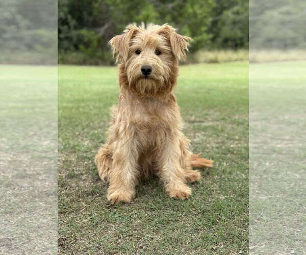 Medium Photo #1 Unknown-Wheaten Terrier Mix Puppy For Sale in PIPE CREEK, TX, USA