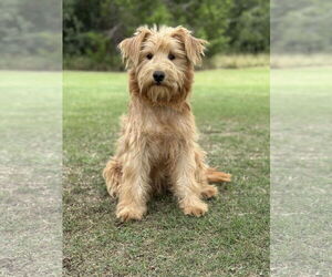 Unknown-Wheaten Terrier Mix Dogs for adoption in PIPE CREEK, TX, USA