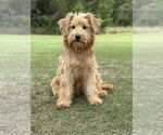 Small Wheaten Terrier Mix