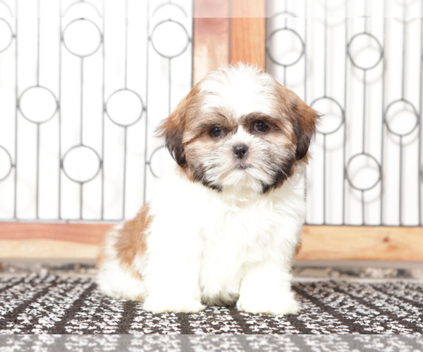 Medium Photo #1 Shih Tzu Puppy For Sale in NAPLES, FL, USA