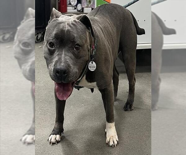 Medium Photo #1 Mutt Puppy For Sale in Forestville, MD, USA