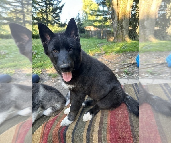 Medium Photo #3 Alaskan Husky-Alaskan Malamute Mix Puppy For Sale in CANASTOTA, NY, USA