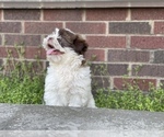Small Photo #3 Shih Tzu Puppy For Sale in DETROIT, MI, USA